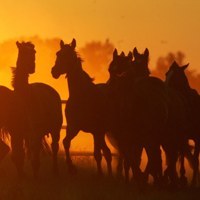 Pferde im Sonnenuntergang