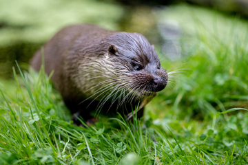 Nahaufnahme eines Otters auf einer Wiese. Er frisst einen Fisch, die Flosse hängt aus dem Maul des Otters.