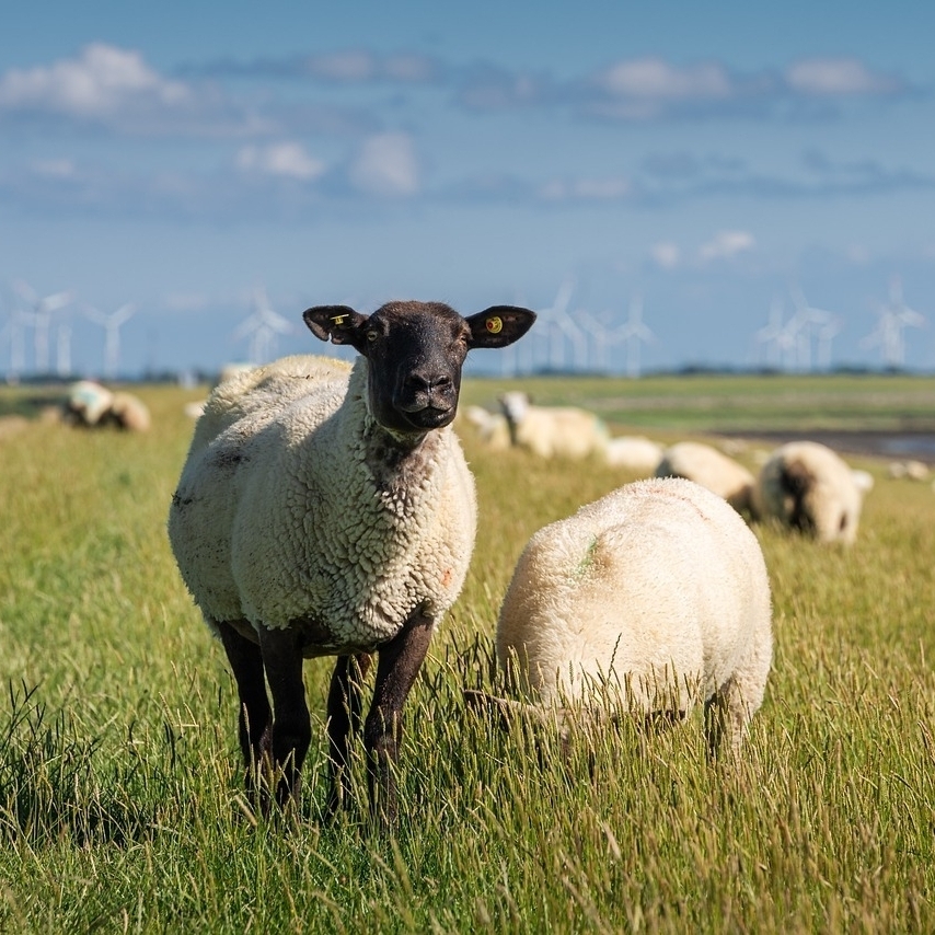 Zwei Schafe stehen auf einer Weide. Eines frisst, das andere schaut in die Kamera. Im Hintergrund sind unscharf weitere Schafe und Windräder zu sehen.