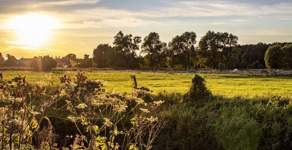 Wiese im Sonnenuntergang. Im Vordegrund des Bildes befindet sich ein Fluss, im Hintergrund ein Wald.